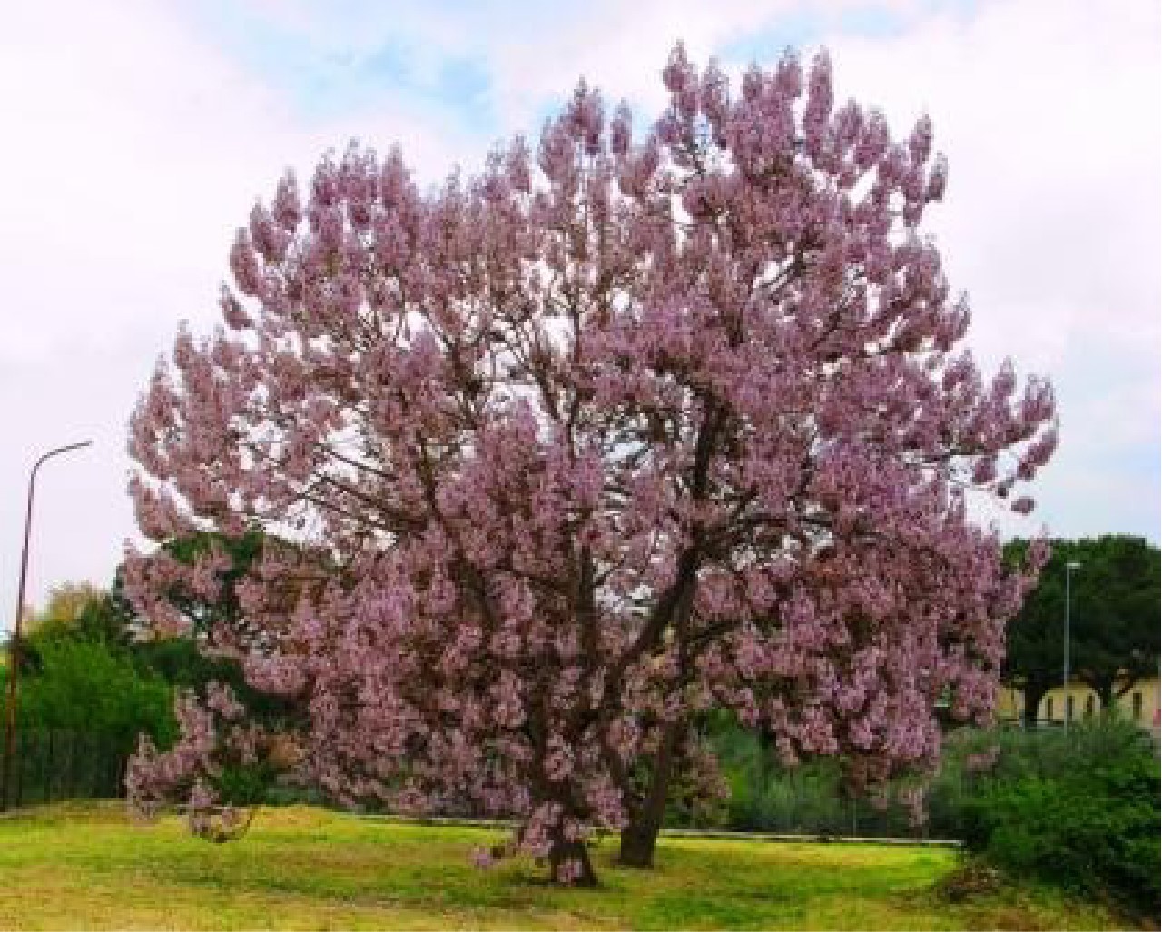 albero di Paulownia in fiore